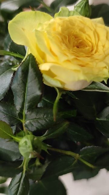 Жёлтая роза символ любви. #лайфкоуч #красотадуши