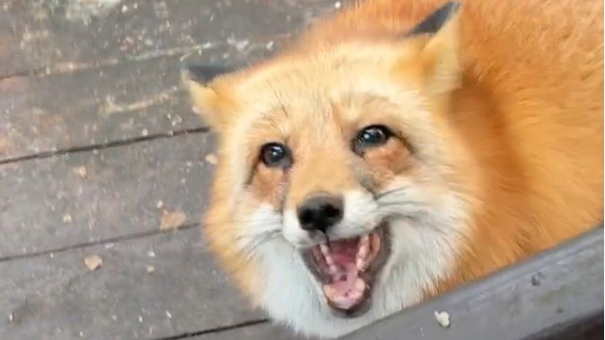 Лиса-Алиса. Лиса говорит, что не уйдет без подарка