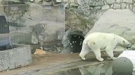 Белый медведь в Московском зоопарке 01.07.2025