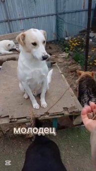 учитесь учить собак правильно и будет вам счастье