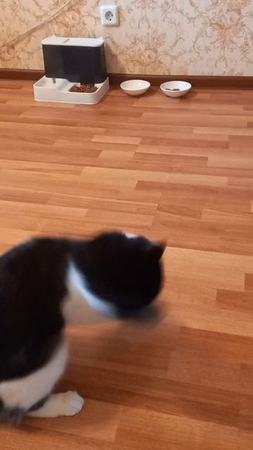 Кошка играет