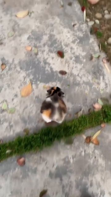 Автор видео: akluneen