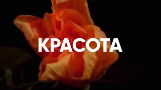 Mecon. Рождение нового. Три старта продаж