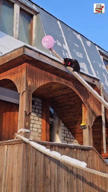 Пискунчик расстроился и расплакался из-за того что у него сегодня не получилось лопнуть шарик 🎈🐈⬛