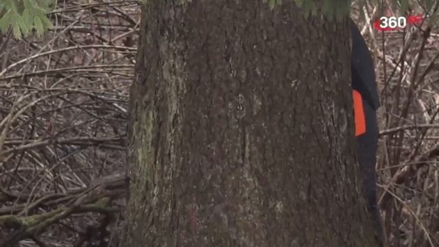 Главная ёлка страны уже на пути в кремль