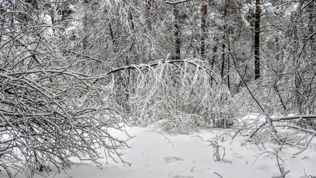 Снежная сказка соснового бора. Пожарники там же были. Птички