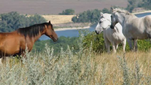 "ВОЙСКОВОЙ СТАРШИНА " Любовь Пузикова-музыка, слова и монтаж клипа, исп. Ольга и Лев Гольченко
