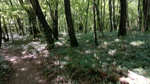 Незабываемые прогулки по тенистым склонам на горе Медвель в Архипо-Осиповке на Чёрном море