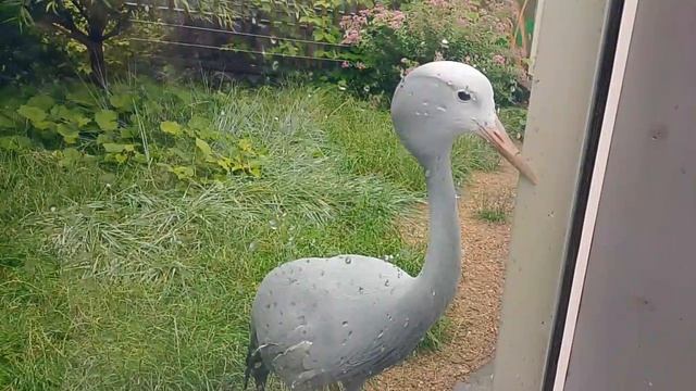 Райская красотка Московский зоопарк лето 2025