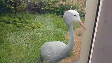 Райская красотка Московский зоопарк лето 2025