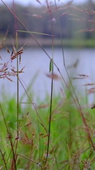 «Одиночество» - Михаил Лермонтов. (1)