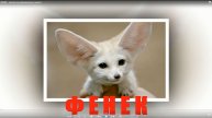 ФЕНЕК - занятие по развитию речи, памяти