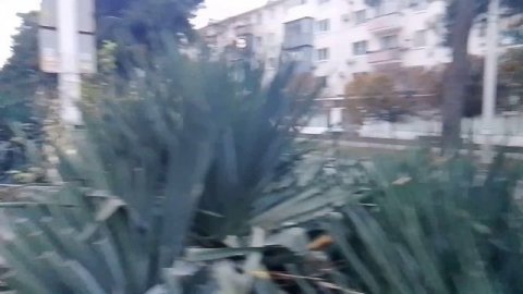 Юкка цветёт