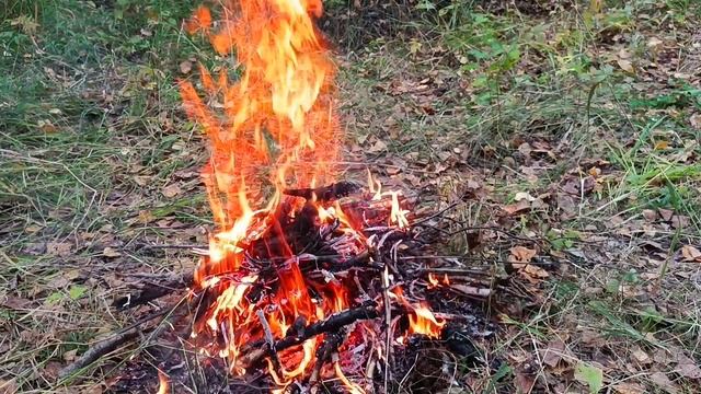 The beauty of Siberia or walking through the forest.
