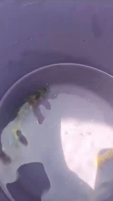 #Анапа 9.07.24 / Улов