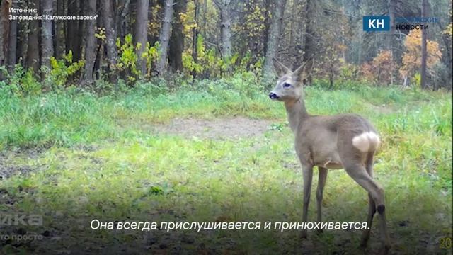 Фотоловушка калужского заповедника запечатлела летний день с осторожной косулей