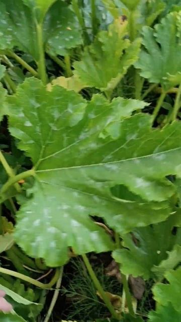 кабачки свои...