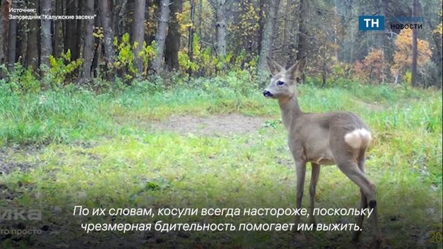 Калужский заповедник, соседний с Тульской областью, показал один летний день из жизни косули