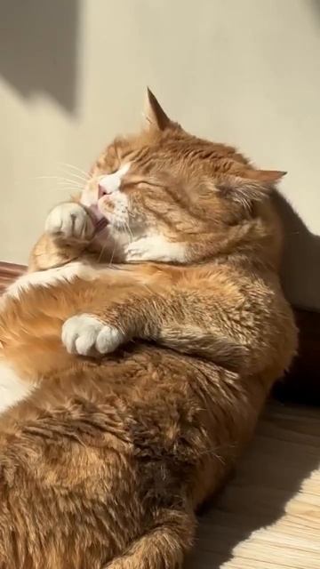 Автор видео: catzclaws