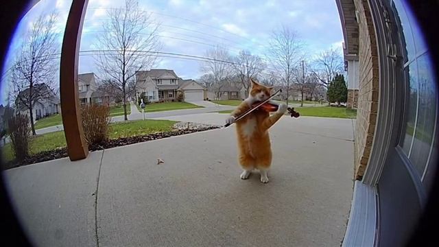 Пушистый музыкант играет симфонию от veo3