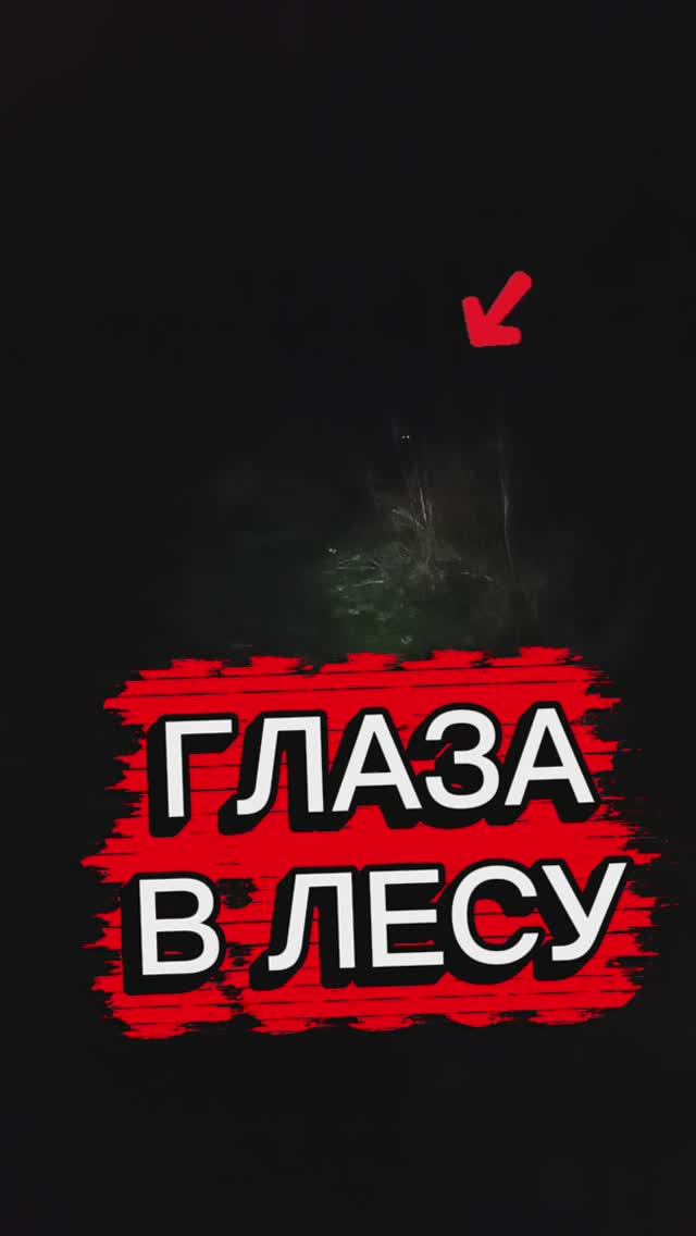 Глаза ночью в лесу, иду с фонарём 🫣