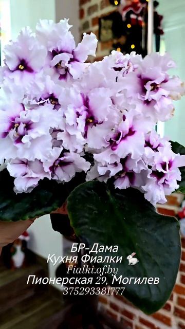 🐇💖БР-Дама уже взрослое полноценное цветение при низких температурах. Преобладание чистого белого