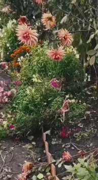 Георгины многолетние