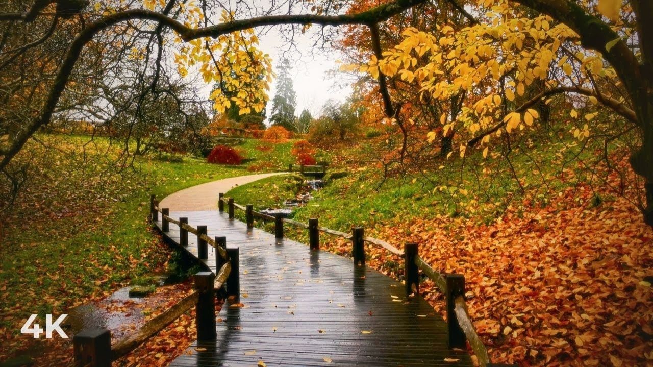 UK, Relaxing Walk at Rain | Autumn Calm, Footsteps & Soft Ambience