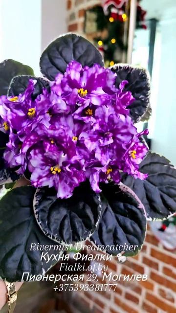 🐇🍒🍒Rivermist Dreamcatcher набирает обороты. Обязательно посмотрите его видеообзор к концу дня в