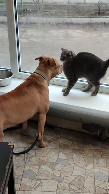 ЧЕШИРА и ДЖЕРИ Нежная дружба