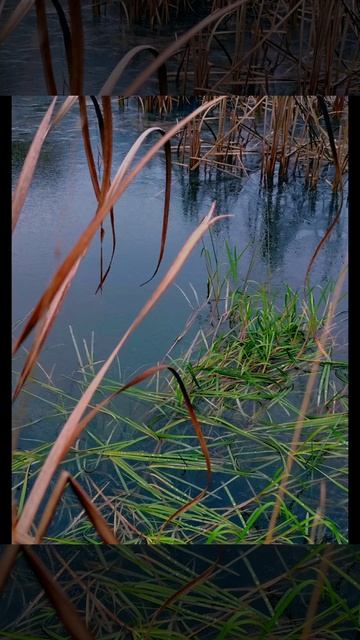Утренняя прогулка ( 8 декабря) На пруду лежит ледок.....