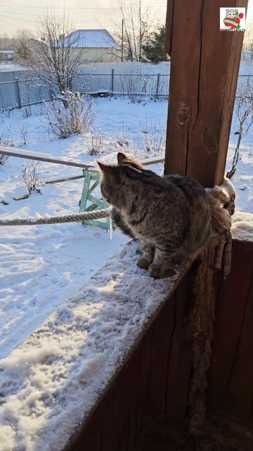 Пуся тоже не захотела лопать шарик 🌞🎈❤️😻🌏