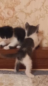 Котята маленькие играют и резвятся