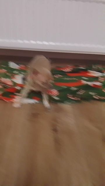 лиска лижит