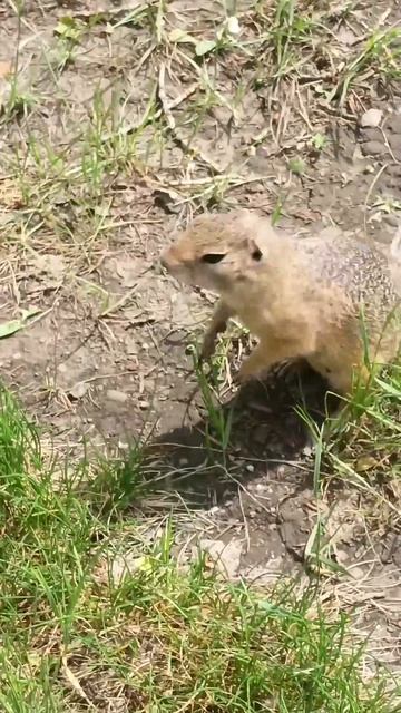 Смелый суслик ️