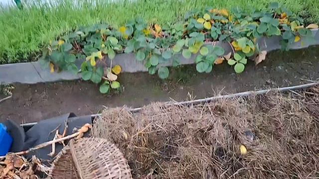 посадила лучок на перо,горчицу посеяла