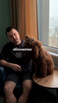 Почему мой пудель круче меня? #shorts #пудель