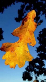 «Листок» - Михаил Лермонтов. (1)