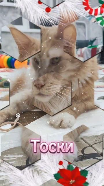 Шикуем #мейкун #котики #новыйгод #новогоднеевидео #2026 #веселыекоты #мейнкун #праздник #cat #коты