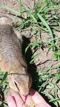 Суслик ел прямо с ладони! ️✨ Момент доверия