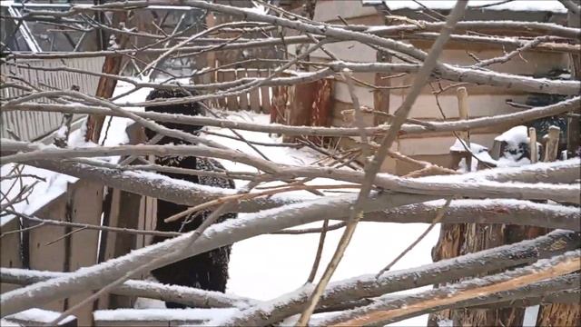 Красавцы альпаки кушают кору и общаются с посетителями 04.12.2025