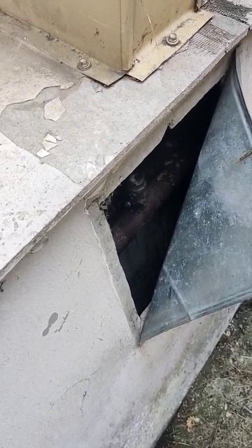 Магнолий, 10