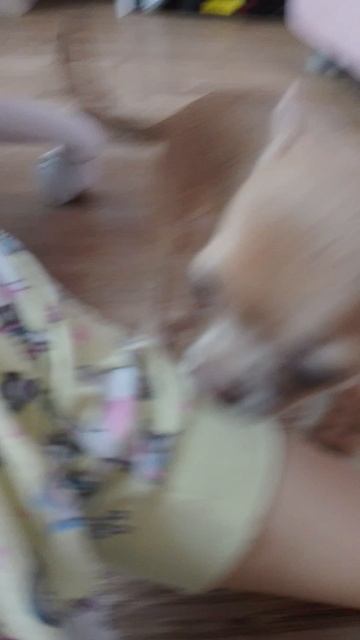 лиса каралева рутуба