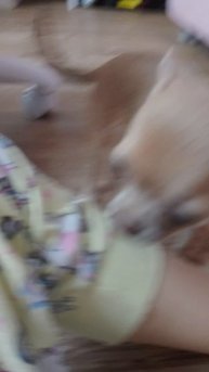 лиса каралева рутуба