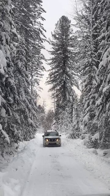 Горный Алтай АлександрАнтоненко #влог #рилс #reels #природа #горныйалтай #алтай #горный