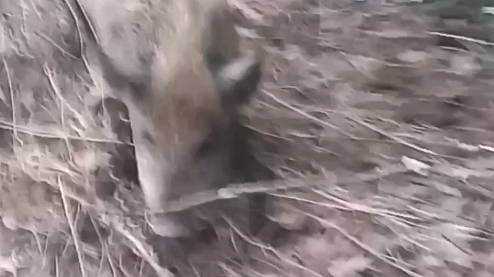 "Байкал" и кабан