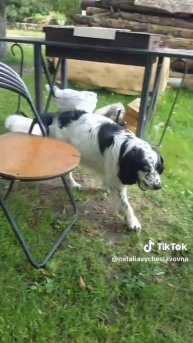 Заведите собаку...)))