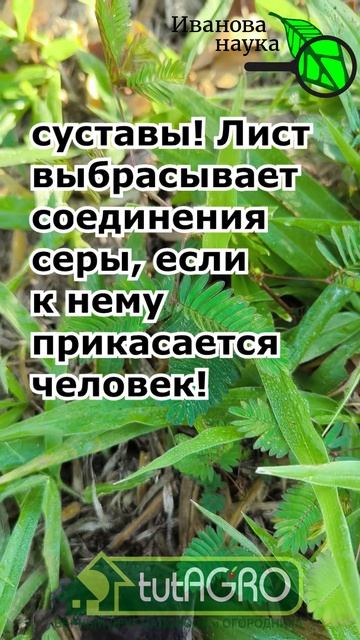 В 100 раз мощнее ВИАГРЫ, противоядие против яда кобры и обладает памятью: уникум в мире растений.
