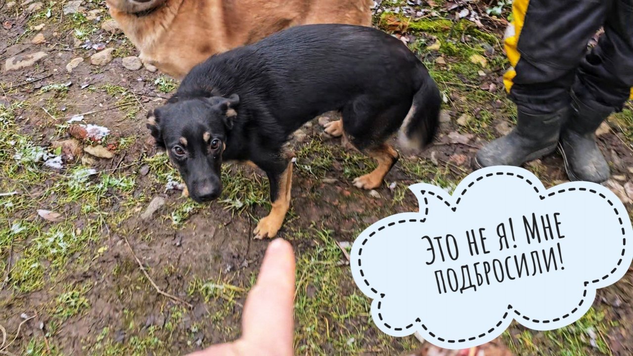 У Пса Кубика жулики мясы украли! Холодильник сыча Лучика плесенью покрывается