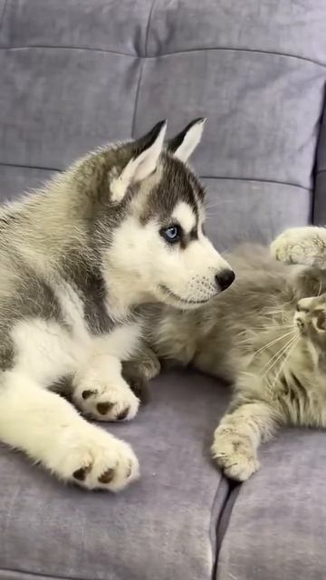 Автор видео: huskies_4ever